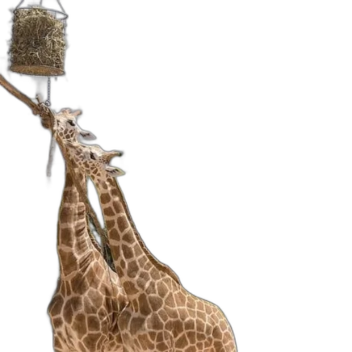 animal, hat, umbrella, creature transparent PNG cut-out