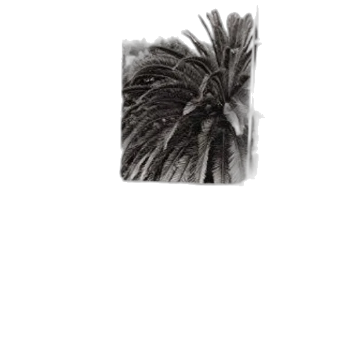 hair, hat, animal, crown transparent PNG cut-out