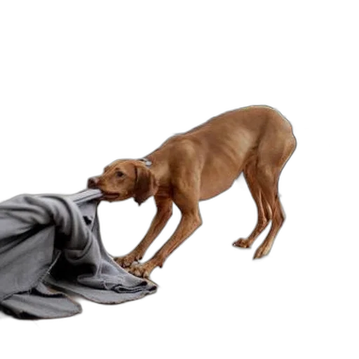 animal, creature, dress, shoes transparent PNG cut-out