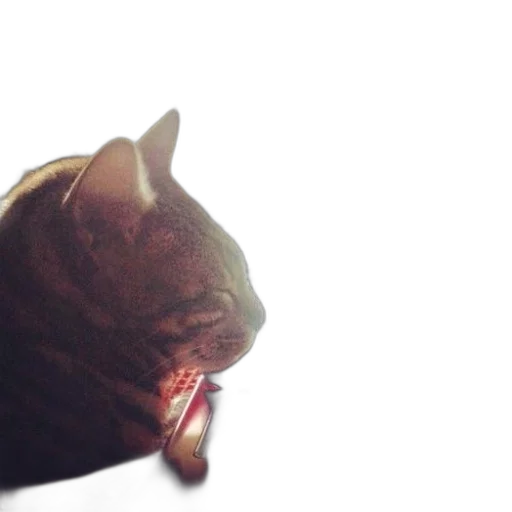 animal, creature, staff, face transparent PNG cut-out