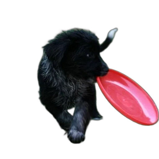 animal, staff, food, hat transparent PNG cut-out