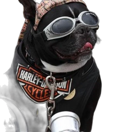 animal, photorealistic, french, bulldog transparent PNG cut-out