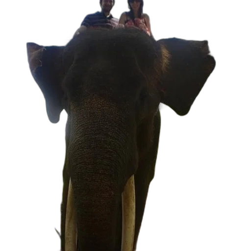 animal, staff, creature, umbrella transparent PNG cut-out