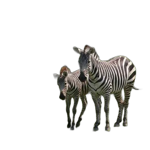 animal, creature, jewelry, furniture transparent PNG cut-out