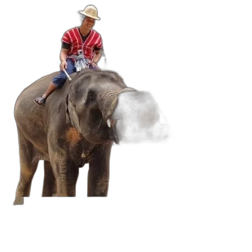 animal, hat, creature, photorealistic transparent PNG cut-out