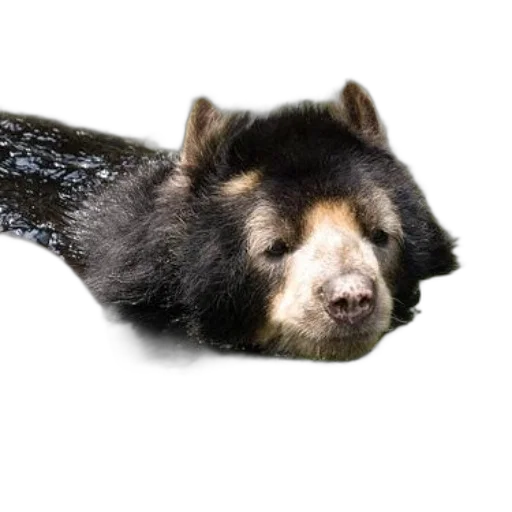 animal, creature, staff, hair transparent PNG cut-out