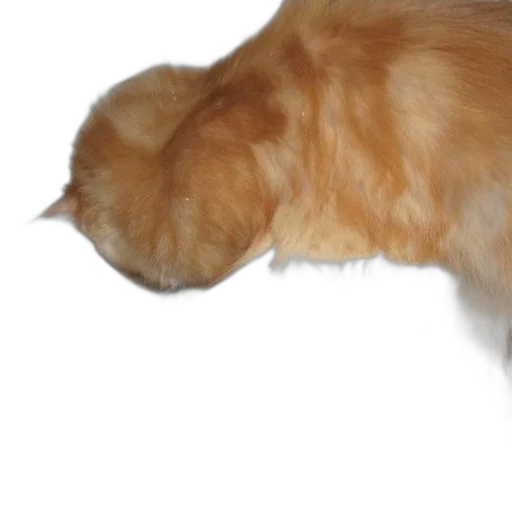 staff, animal, creature, hair transparent PNG cut-out