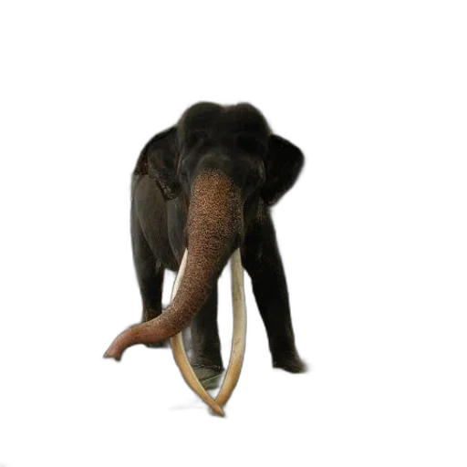 animal, staff, creature, mask transparent PNG cut-out