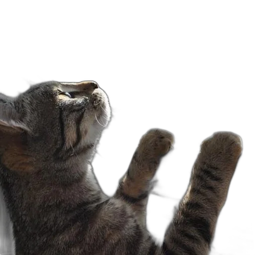 animal, staff, creature, photorealistic transparent PNG cut-out