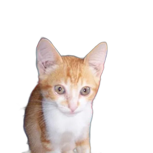 staff, animal, creature, face transparent PNG cut-out