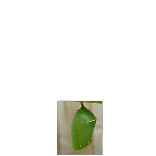 food, tree, staff, bottle transparent PNG cut-out