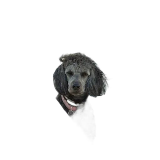 staff, animal, creature, hair transparent PNG cut-out