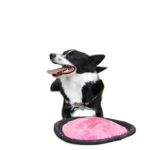 hat, animal, staff, jewelry transparent PNG cut-out