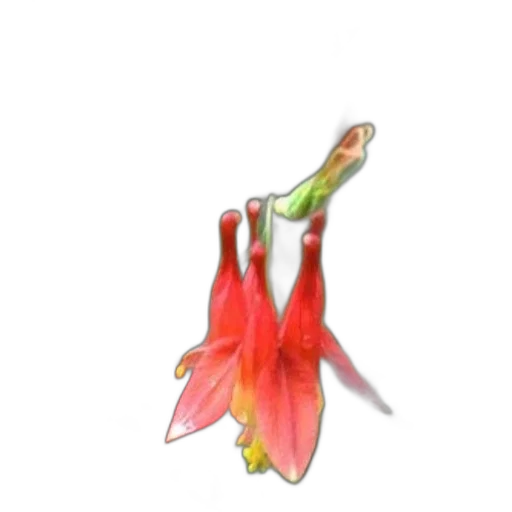flower, crown, staff, jewelry transparent PNG cut-out