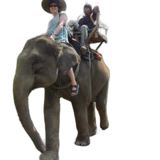 animal, staff, creature, hat transparent PNG cut-out