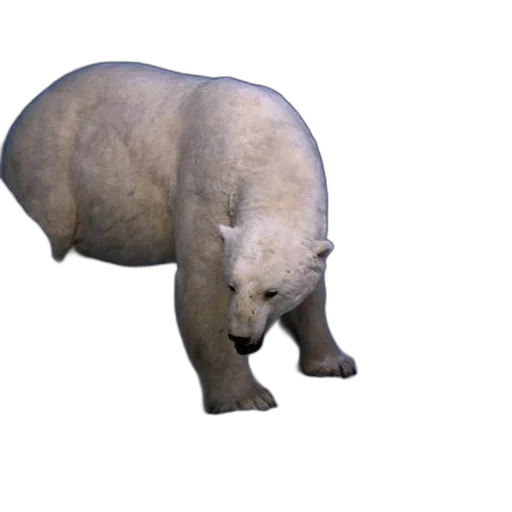 animal, creature, face, staff transparent PNG cut-out