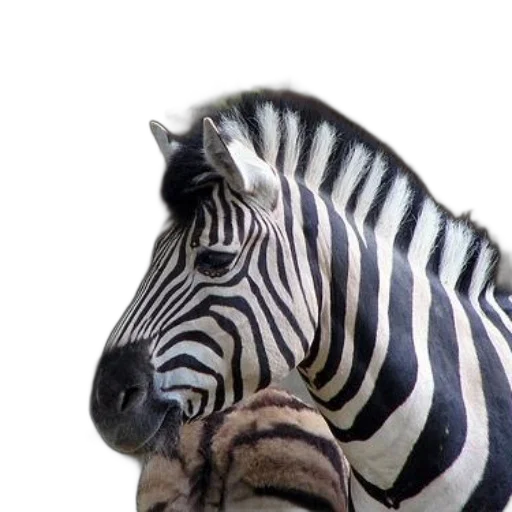 animal, creature, face, hat transparent PNG cut-out