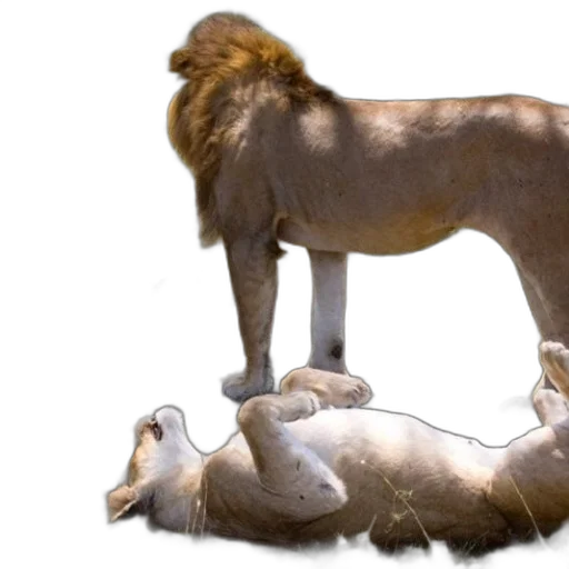 animal, crown, hair, creature transparent PNG cut-out