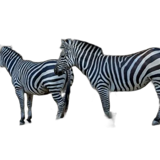 animal, furniture, jewelry, creature transparent PNG cut-out