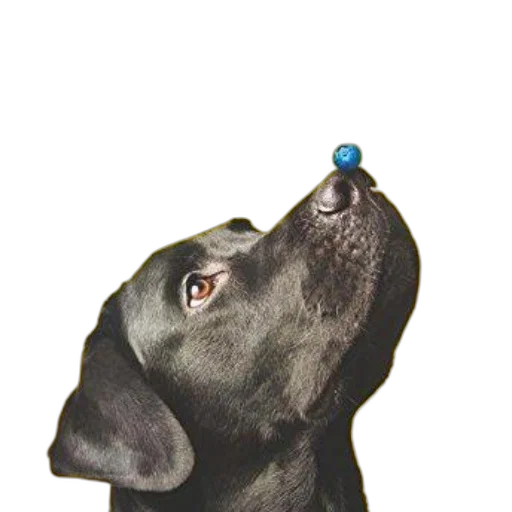 staff, jewelry, hat, crown transparent PNG cut-out