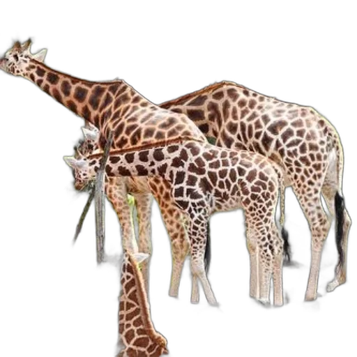 animal, creature, staff, 3d render transparent PNG cut-out