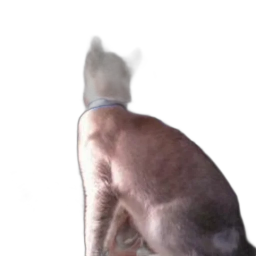 animal, creature, hair, staff transparent PNG cut-out