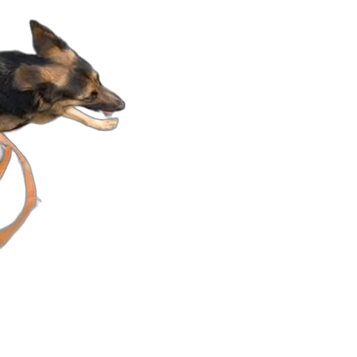 animal, jewelry, creature, dragon transparent PNG cut-out