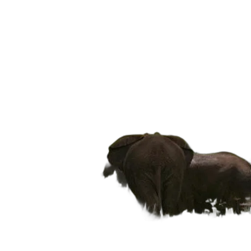 animal, staff, creature, hair transparent PNG cut-out