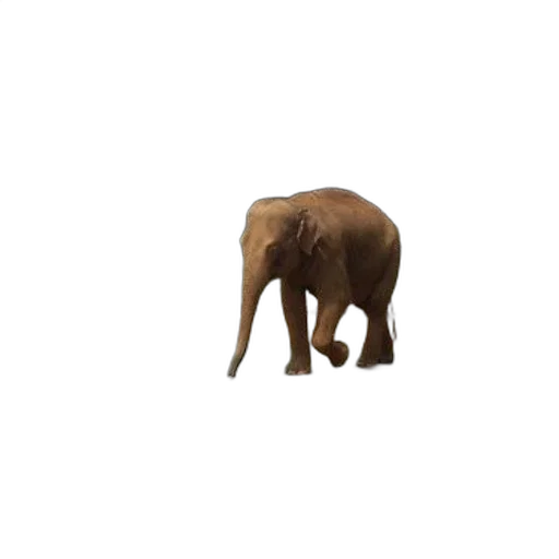 animal, creature, staff, hat transparent PNG cut-out