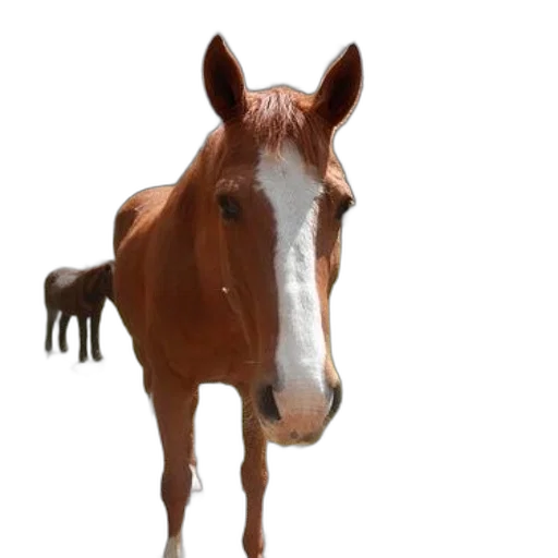 animal, creature, face, staff transparent PNG cut-out