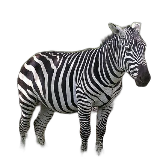 animal, creature, jewelry, staff transparent PNG cut-out
