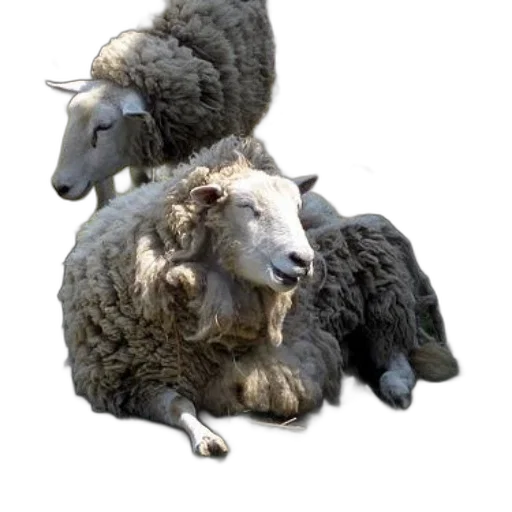 animal, creature, 3d render, photorealistic transparent PNG cut-out