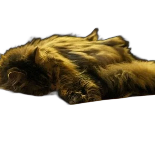 animal, creature, hair, staff transparent PNG cut-out