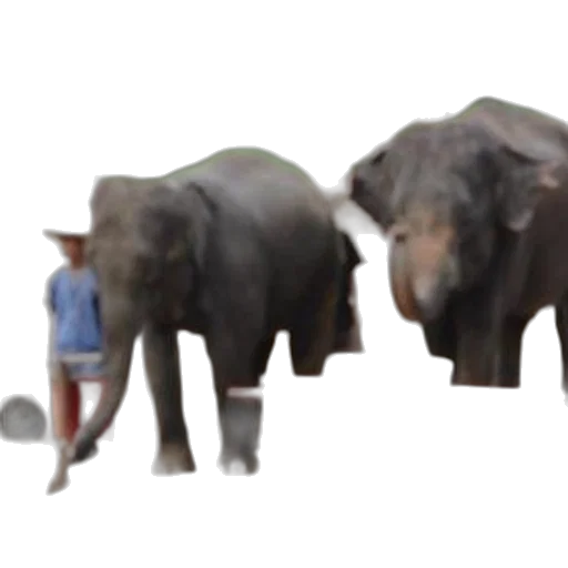 animal, concept art, 3d render, forest transparent PNG cut-out