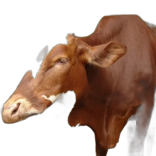 animal, face, creature, food transparent PNG cut-out
