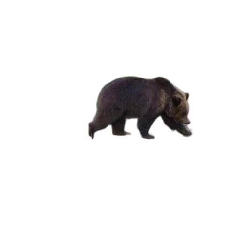 animal, creature, weapon, car transparent PNG cut-out