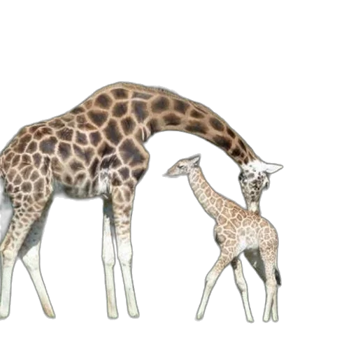 animal, concept art, watercolor, 3d render transparent PNG cut-out