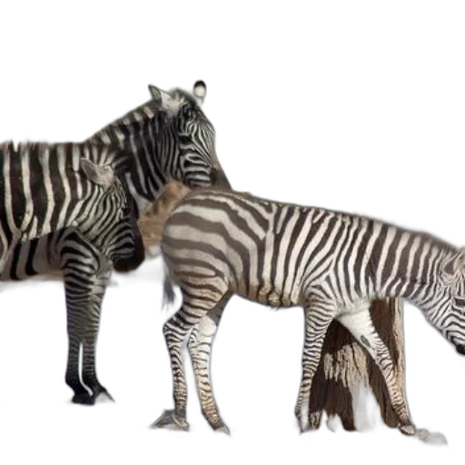 animal, 3d render, concept art, photorealistic transparent PNG cut-out
