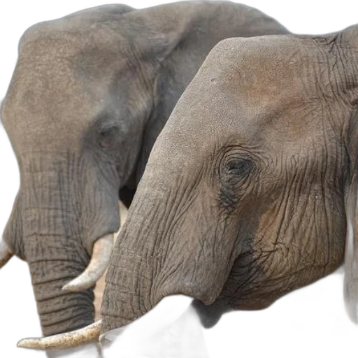 animal, creature, weapon, mask transparent PNG cut-out