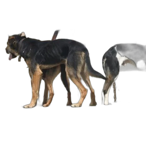animal, creature, 3d render, concept art transparent PNG cut-out