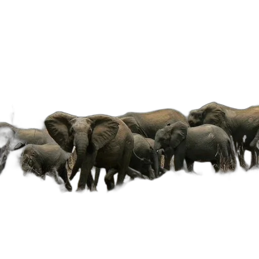 animal, staff, weapon, concept art transparent PNG cut-out