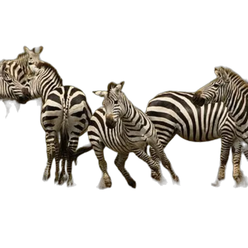 animal, jewelry, creature, concept art transparent PNG cut-out