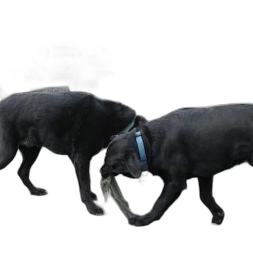animal, creature, staff, 3d render transparent PNG cut-out