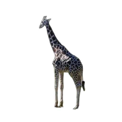 animal, creature, staff, jewelry transparent PNG cut-out