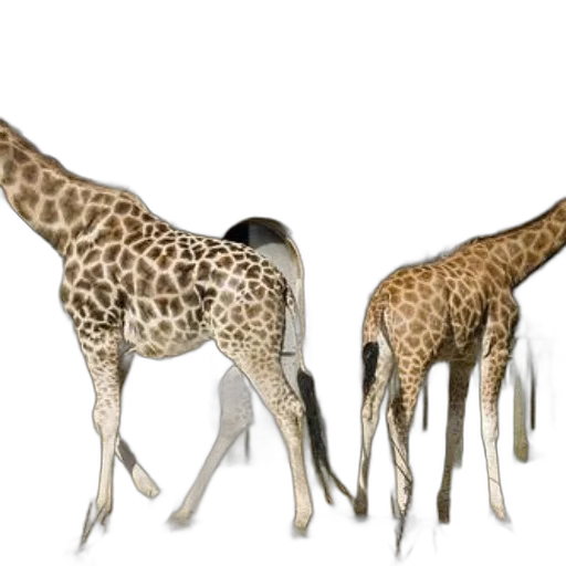 animal, creature, 3d render, concept art transparent PNG cut-out