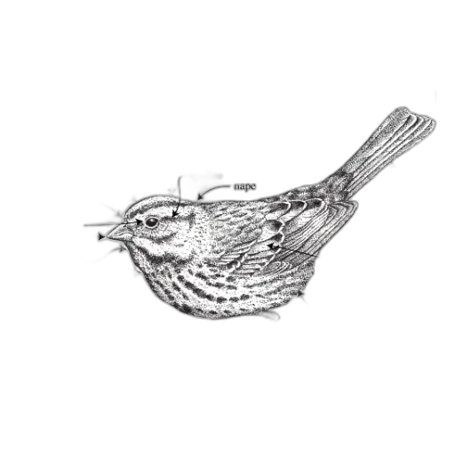 jewelry, crown, food, weapon transparent PNG cut-out