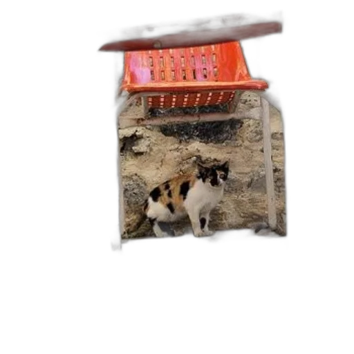 food, animal, bottle, staff transparent PNG cut-out