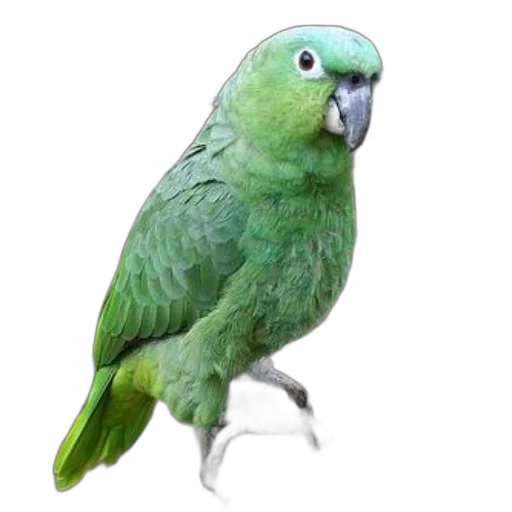 animal, creature, jewelry, staff transparent PNG cut-out