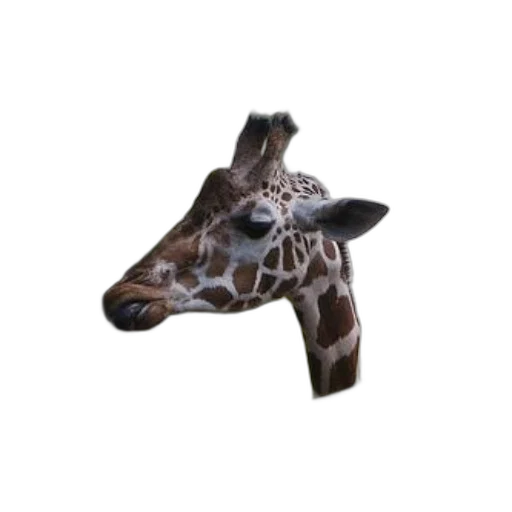 animal, creature, mask, hat transparent PNG cut-out