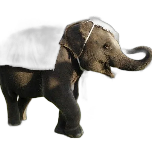 animal, creature, hat, concept art transparent PNG cut-out